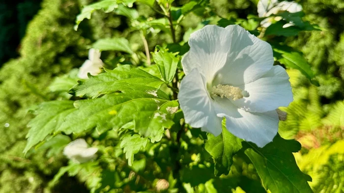 10 Blumen, die Glück und Wohlstand bringen: Was im Jahr 2026 im Garten gepflanzt werden soll