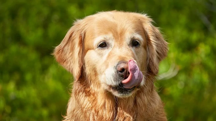 Die 7 freundlichsten Hunderassen: Welche Tierärzte für Familien mit Kindern und Erstbesitzer empfehlen