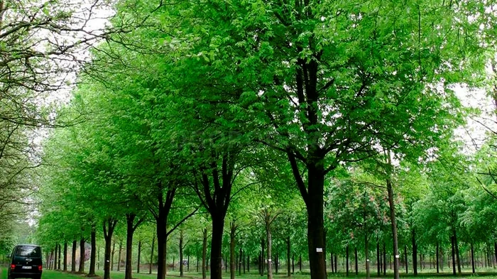 Diese Bäume können Ihren Garten und Ihr Haus zerstören: Experten warnen vor der Gefahr