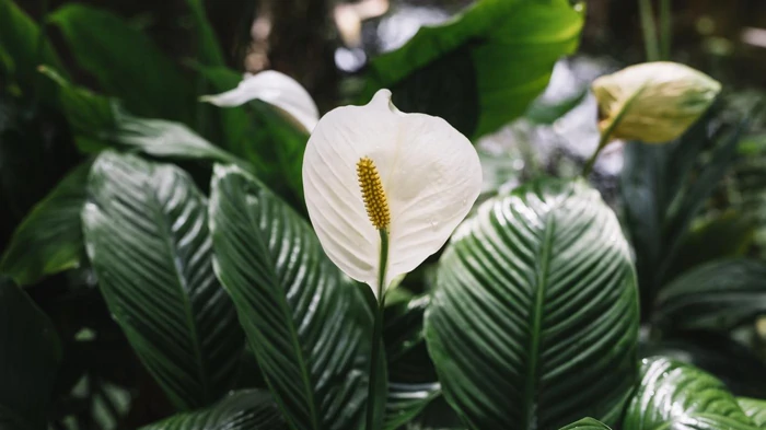 Experten haben den idealen Standort für die Spathiphyllum genannt – sie blüht das ganze Jahr über