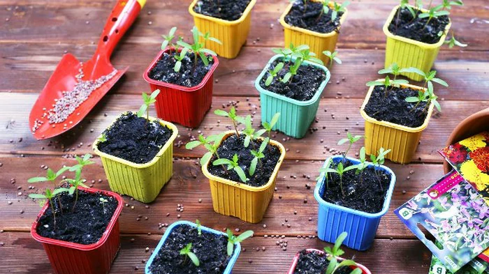 Genauer Aussaatkalender für Februar 2026: beste Pflanztage für Setzlinge