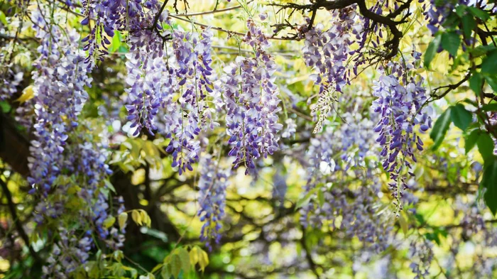 Schön, aber gefährlich: 11 Pflanzen, die Sie niemals außerhalb Ihres Hauses pflanzen sollten