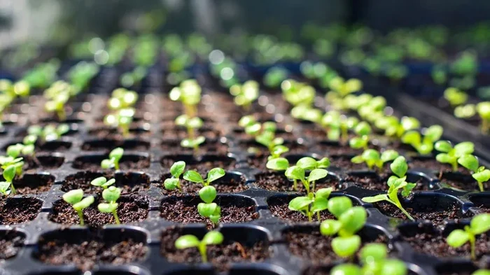Schon im Mai wird der Gemüsegarten voll sein: Was man im Februar für Setzlinge sät
