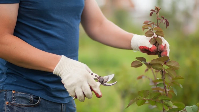 Sie überleben es vielleicht nicht: Welche Pflanzen nicht für den Winter geschnitten werden sollten und wie man sie überwintert
