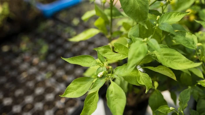 Wann sät man Paprika für Setzlinge im Jahr 2026: günstige und ungünstige Tage nach dem Mondkalender