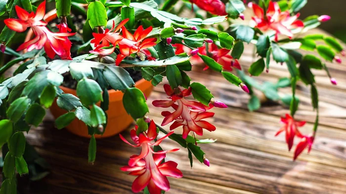 Wann Sie Ihren Weihnachtsbaum für eine üppige Blüte düngen sollten: der richtige Zeitplan