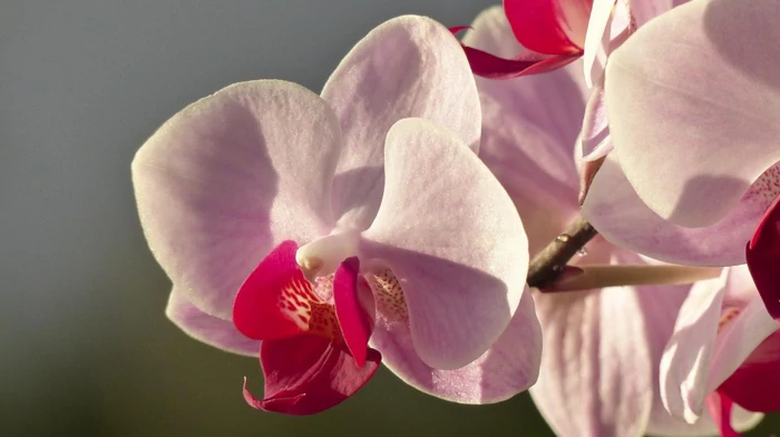 Warum eine Orchidee verwelkt und wie man sie schnell wiederbeleben kann: 5 mögliche Lösungen wurden ermittelt