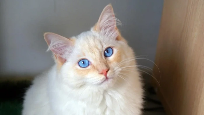 Welche Katzen sind die schönsten der Welt: Tierarzt nennt die 6 schönsten Rassen