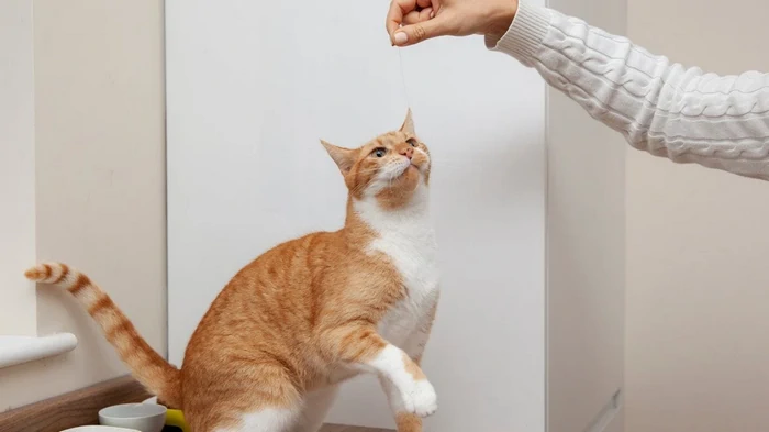 Wie man den Geruch von Katzentoiletten endgültig loswird: einfache Tipps und Tricks von Tierärzten